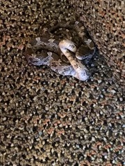 Pantherophis alleghaniensis