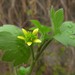 Eastern Buttercup - Photo (c) Alenka Mihoric, some rights reserved (CC BY-NC), uploaded by Alenka Mihoric