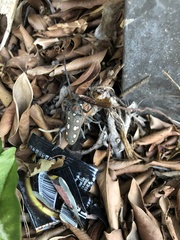 Batocera rubus rubus