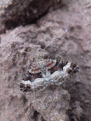Xanthorhoe biriviata