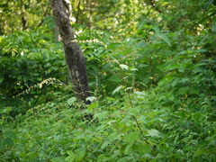 Triumfetta pentandra