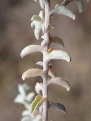 Plecostachys serpyllifolia