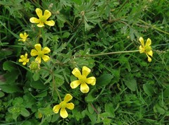 Ranunculus neapolitanus