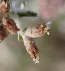 Plecostachys serpyllifolia