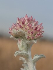 Plecostachys serpyllifolia