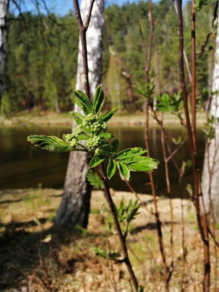 European Mountain Ash From   Large 