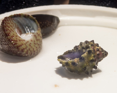 Trochus intextus