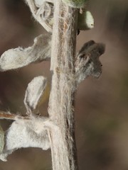 Plecostachys serpyllifolia