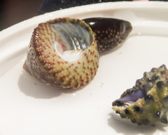 Trochus intextus