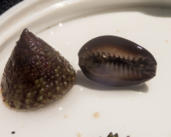 Trochus intextus