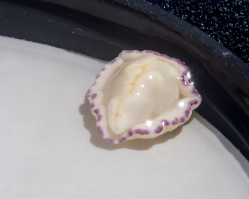 Goniobranchus albopustulosus