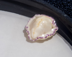 Goniobranchus albopustulosus