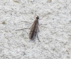 Anisopodidae