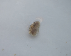 Stenoplax petaloides
