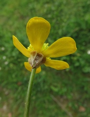 Ranunculus neapolitanus