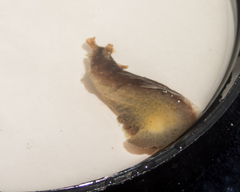 Dolabrifera dolabrifera