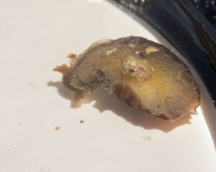 Dolabrifera dolabrifera