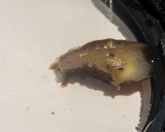 Dolabrifera dolabrifera