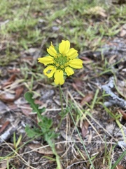 Berlandiera subacaulis