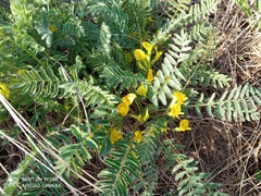 Astragalus wolgensis