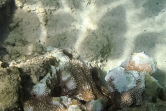 Montipora capitata