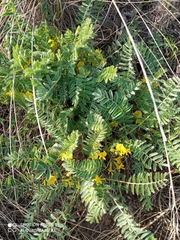 Astragalus wolgensis
