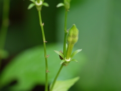 Asystasia dalzelliana