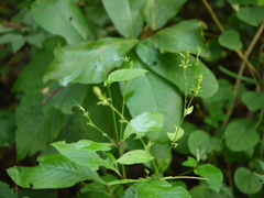 Asystasia dalzelliana