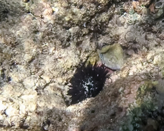 Echinometra oblonga