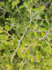 Condalia hookeri