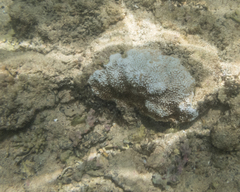 Montipora capitata