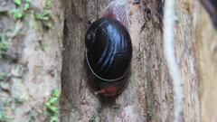 Indrella ampulla