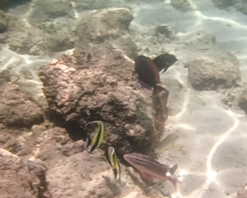 Whitesaddle Goatfish