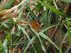 Polygonia c-aureum lunulata