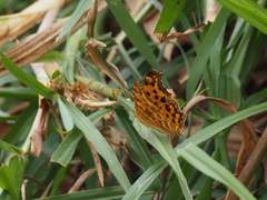 Polygonia c-aureum lunulata