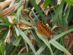 Polygonia c-aureum lunulata