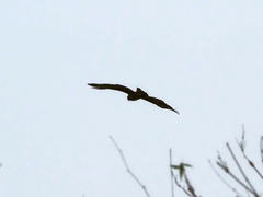Spilornis cheela