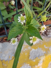 Lantana canescens