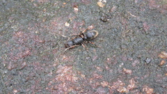 Pseudoneoponera rufipes