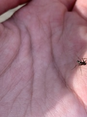 Microlinyphia mandibulata