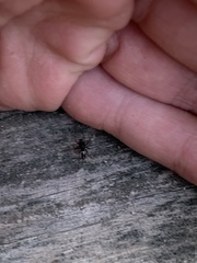 Microlinyphia mandibulata