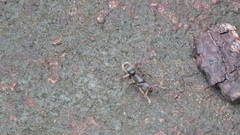 Pseudoneoponera rufipes