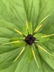 Paris quadrifolia
