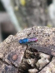 Chrysis terminata