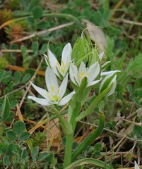 Ornithogalum comosum