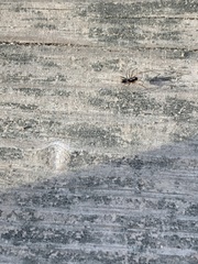 Microlinyphia mandibulata