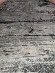 Microlinyphia mandibulata