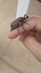 Melolontha hippocastani