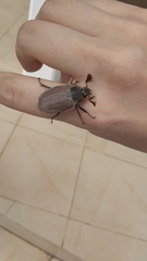 Melolontha hippocastani