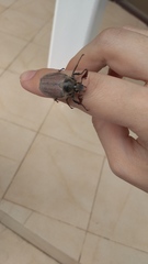 Melolontha hippocastani